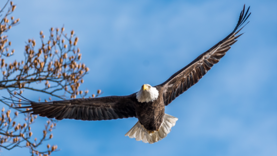 The Wisdom of Eagles: Mindfulness Lessons for Leadership and Life