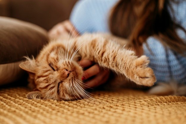 Owning a Pet Can Positively Transform Your Mental Health